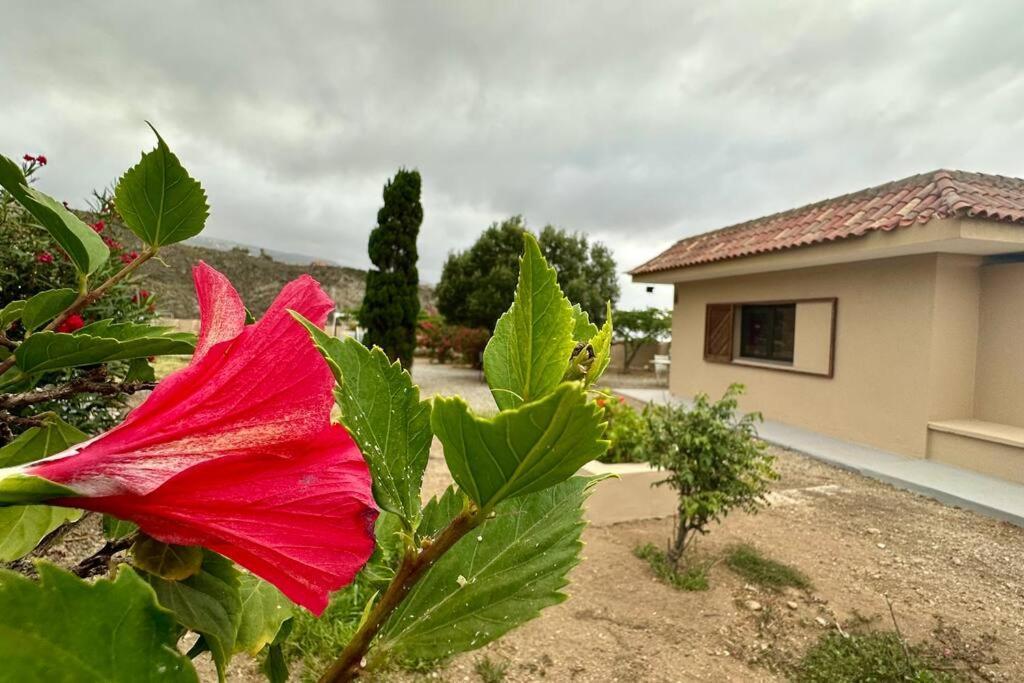 Peaceful Oasis With Magical Sea Views And A Pool Villa Santa Cruz de Tenerife Bagian luar foto